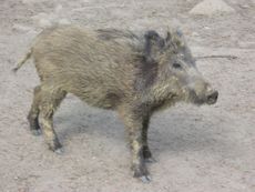 Wildschwein1.JPG